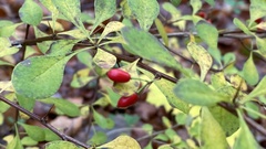Berberis thunbergii