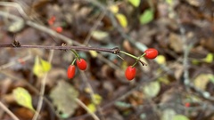 Berberis thunbergii