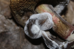 Hypomyces