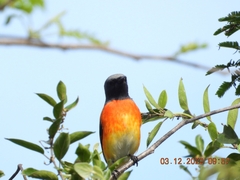 Pericrocotus cinnamomeus