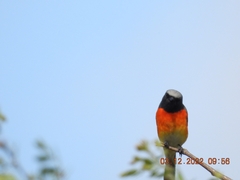 Pericrocotus cinnamomeus