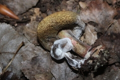 Hypomyces