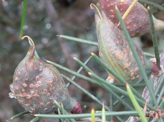 Hakea decurrens