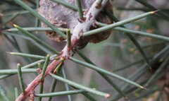 Hakea decurrens