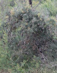 Hakea decurrens