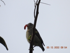 Dicaeum erythrorhynchos