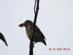 Dicaeum erythrorhynchos