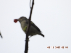 Dicaeum erythrorhynchos