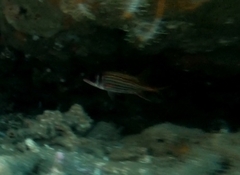 Neoniphon sammara