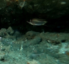 Neoniphon sammara