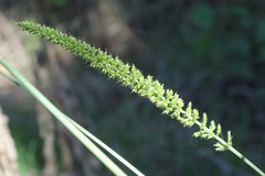 Setaria verticillata