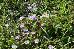 Aster hispidus