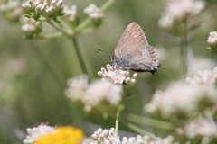 Satyrium tetra