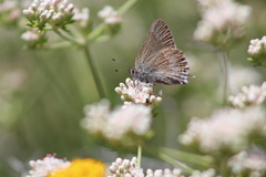 Satyrium tetra