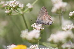 Satyrium tetra