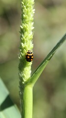 Setaria verticillata