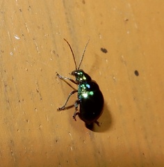 Chaloenosoma