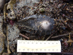 Callorhinchus milii
