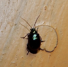 Chaloenosoma