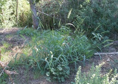 Setaria verticillata