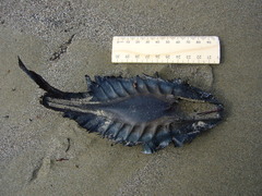 Callorhinchus milii