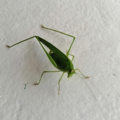Phaneroptera sparsa