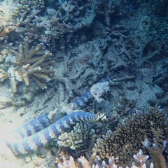 Emydocephalus annulatus