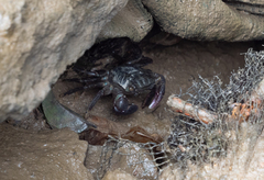 Metopograpsus quadridentatus