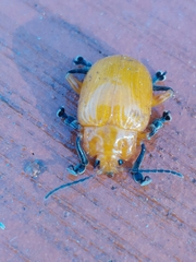Podontia lutea