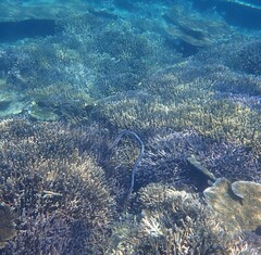 Emydocephalus annulatus