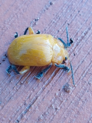 Podontia lutea