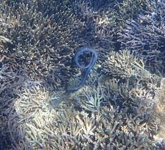 Emydocephalus annulatus