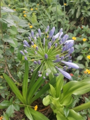 Agapanthus