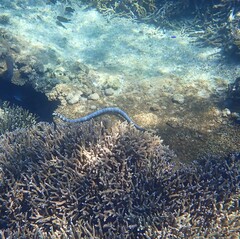 Emydocephalus annulatus