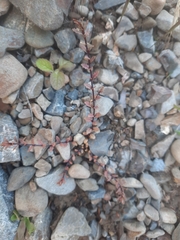 Epilobium melanocaulon