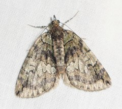 Hydriomena transfigurata