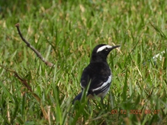 Motacilla maderaspatensis