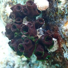 Tubastraea