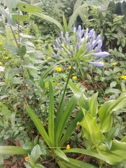 Agapanthus