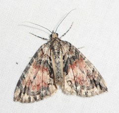 Hydriomena transfigurata