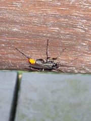 Tachypompilus analis