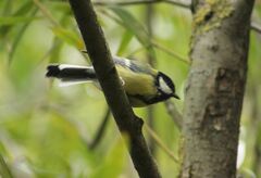 Parus major