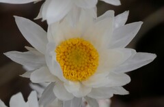Helichrysum leucopsideum