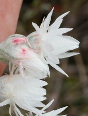 Helichrysum leucopsideum