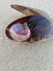 Crepipatella dilatata