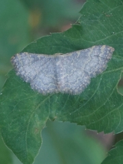 Idaea costiguttata