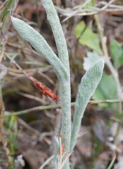 Helichrysum leucopsideum