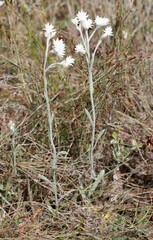 Helichrysum leucopsideum