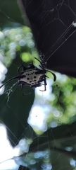 Gasteracanthinae