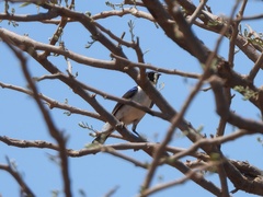 Anthreptes orientalis